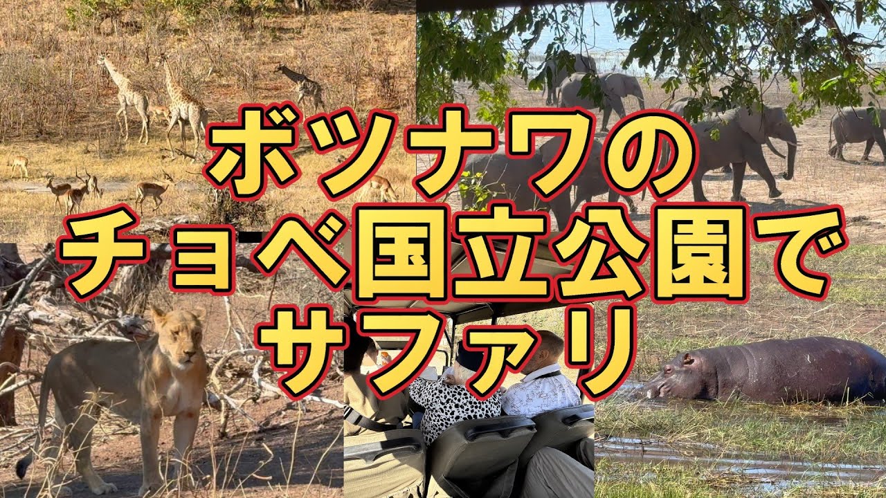 アフリカ南部の旅10。ボツワナのチョベ国立公園でサファリ。ゾウ/ライオン/キリン/カバ。