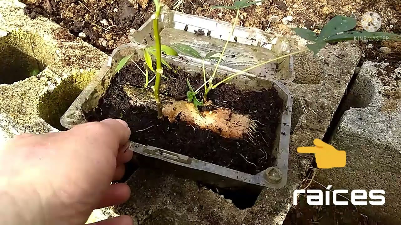 siembra de yuca o mandioca desde tiesto a transplante