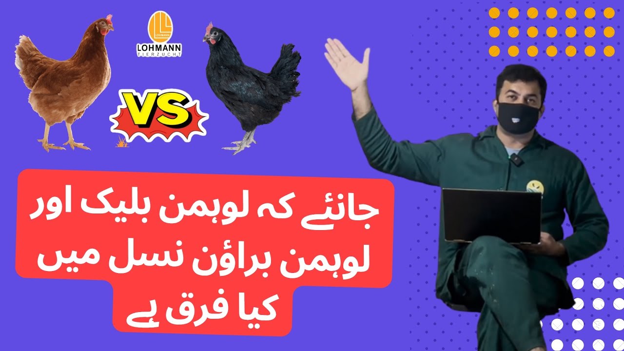 Know What is the Difference of Lohmann Black & Lohmann Brown Breed