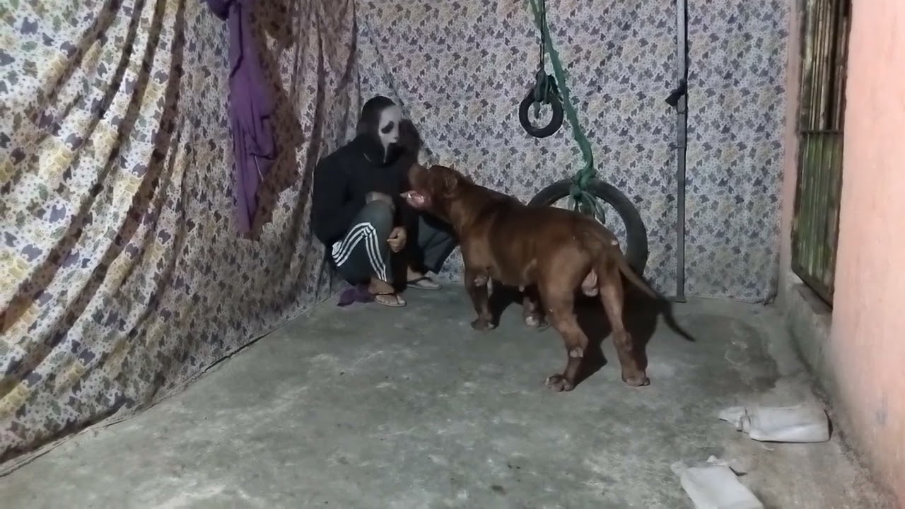 Pit Bull Dog #lekthebestkennel