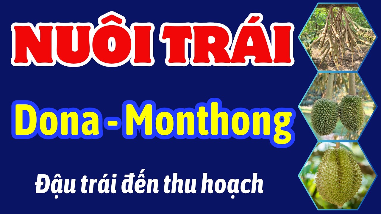 Chăm sóc sầu riêng từ đậu trái đến thu hoạch | Nuôi trái sầu riêng Dona, Monthong
