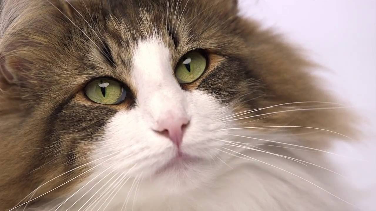 Royal Canin Feline Breed Nutrition - Norwegian Forest Cat