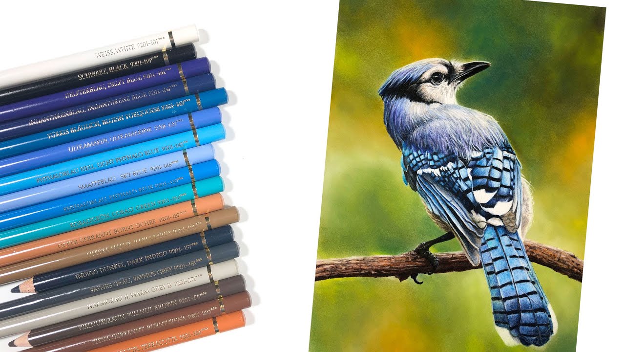 Blue Jay with Colored Pencils - How to Draw a Bird