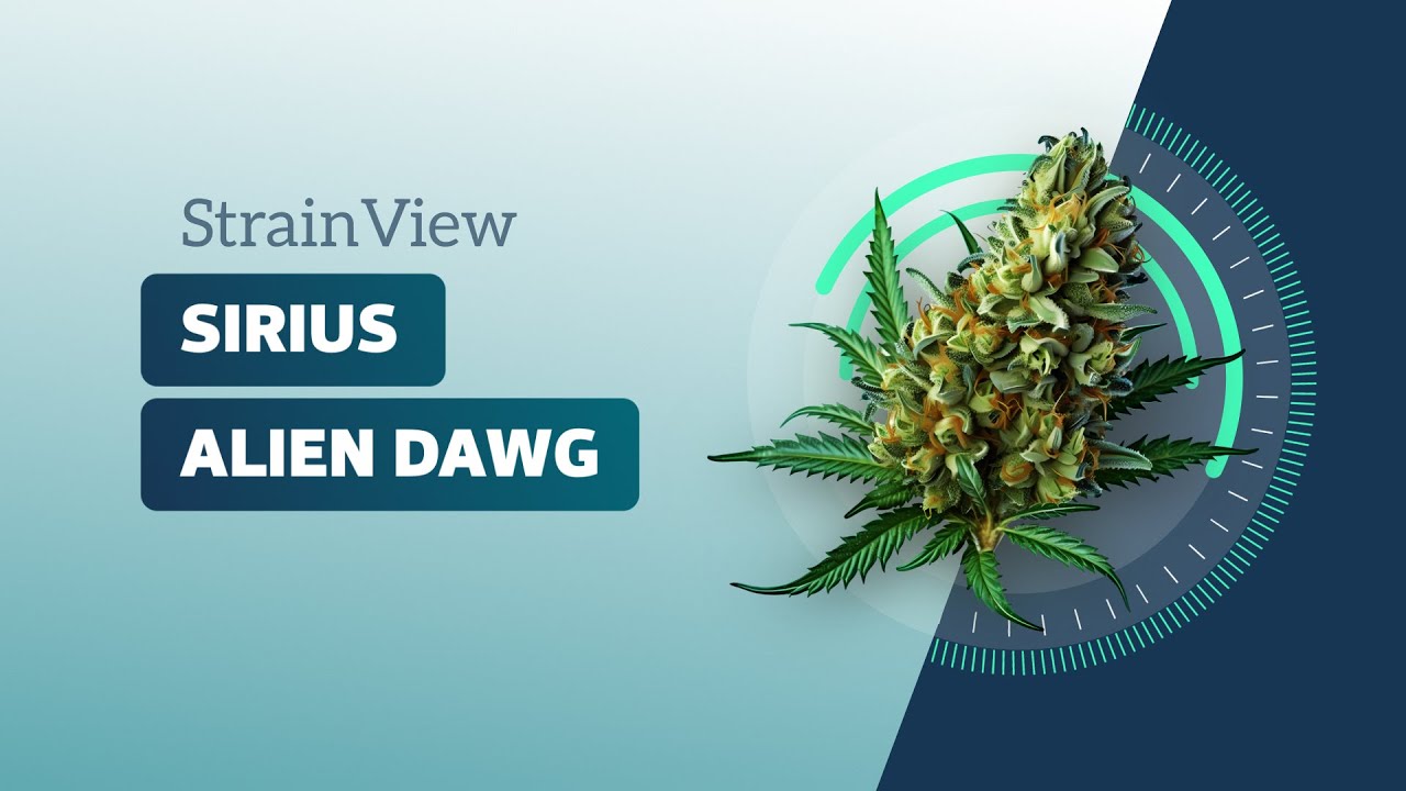 Sirius (Alien Dawg) - Strainview