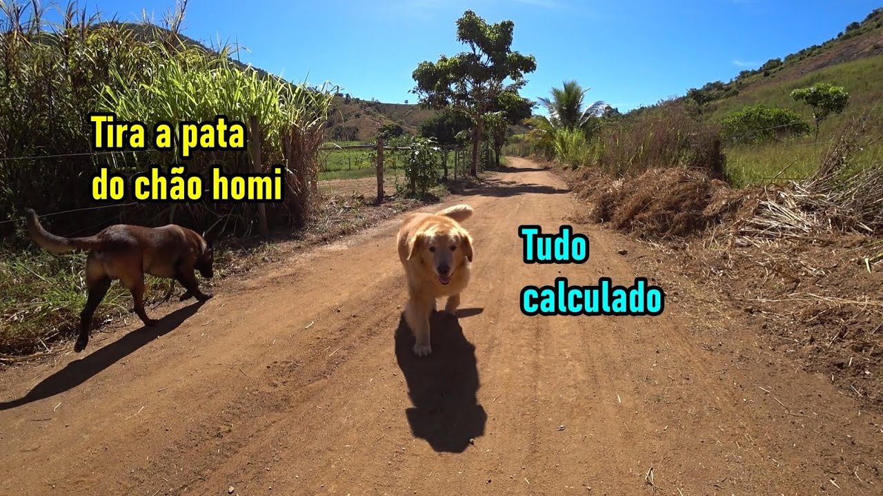 A velocidade absurda de um GOLDEN RETRIEVER correndo - Esse é diferenciado..