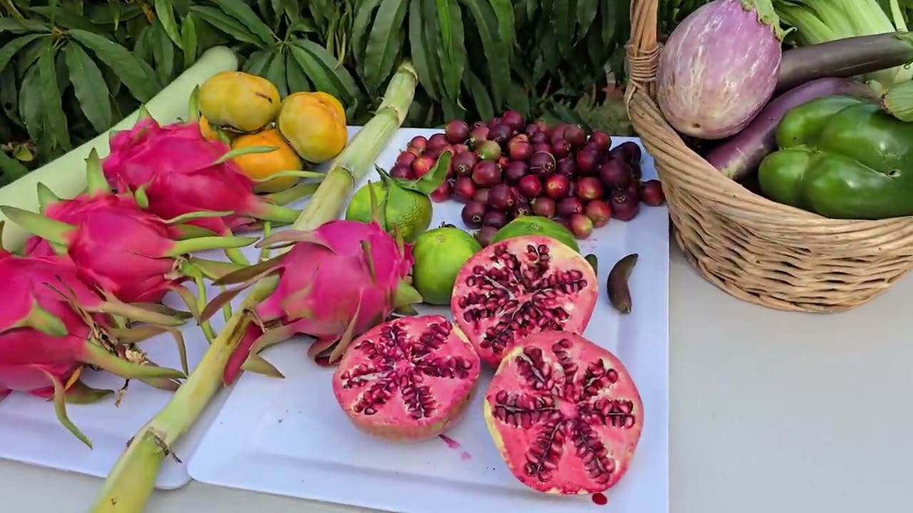 Our Harvest of Exotic Fruit - Dragon Fruit + Pomegranate + Persimmon and More