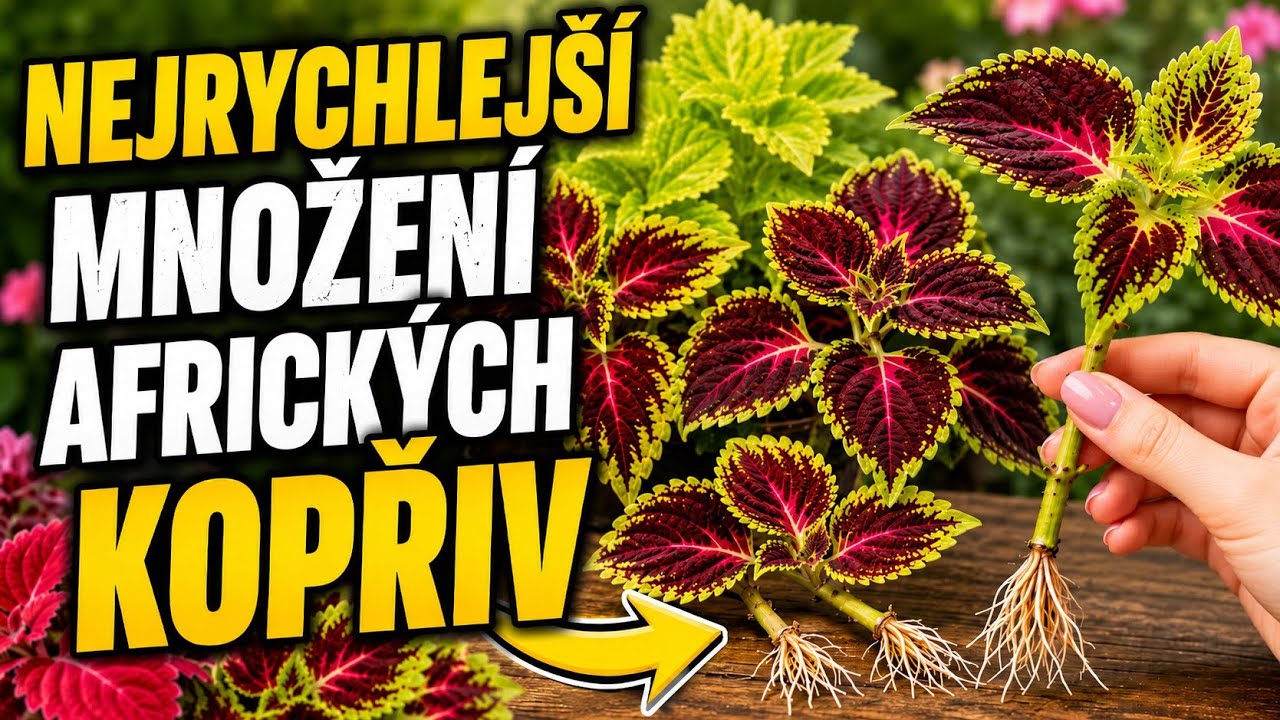 Jak jednoduše a rychle zakořenit okrasné africké kopřivy Coleus#řízkováníkopřiv#pěstujemekopřivy
