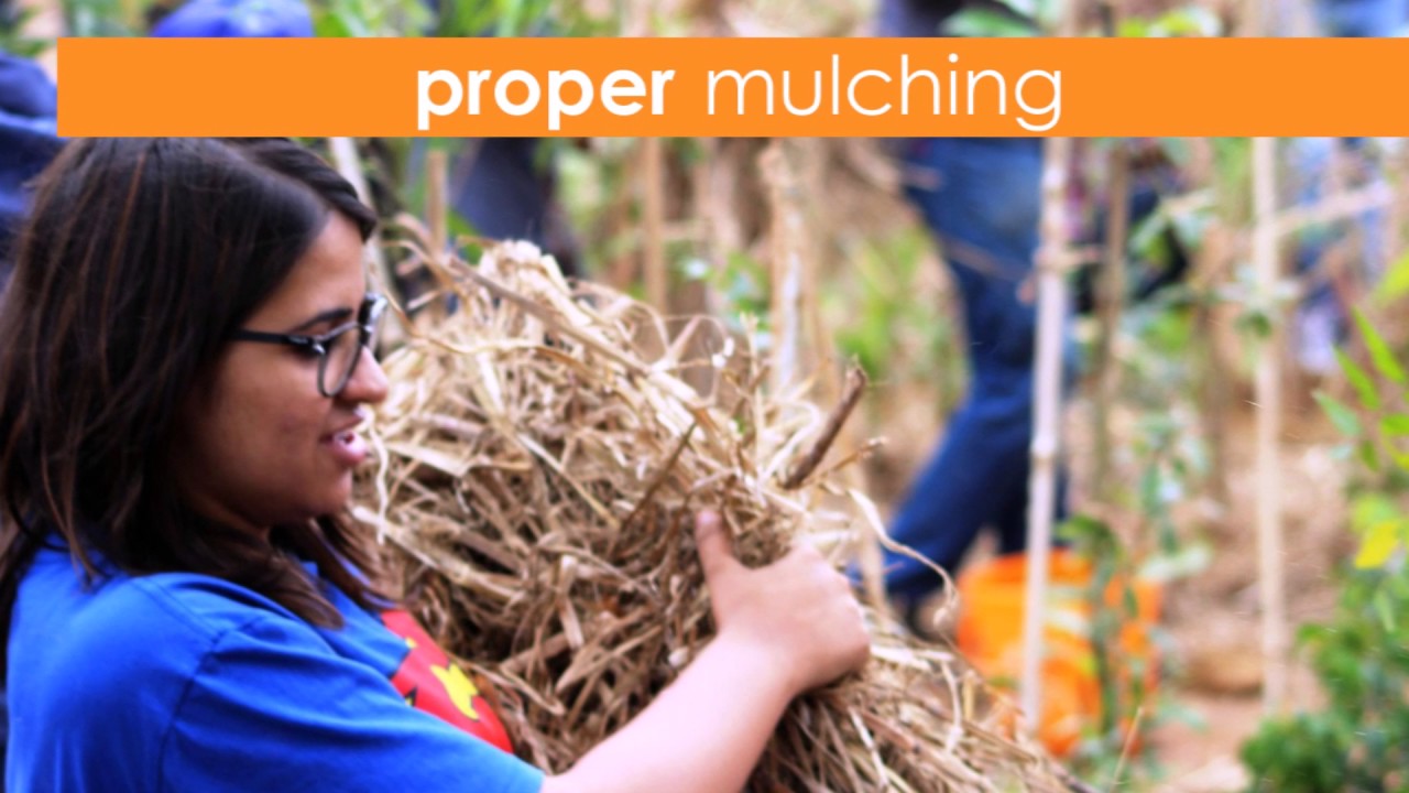Creating forest using Miyawaki Method of Tree Plantation