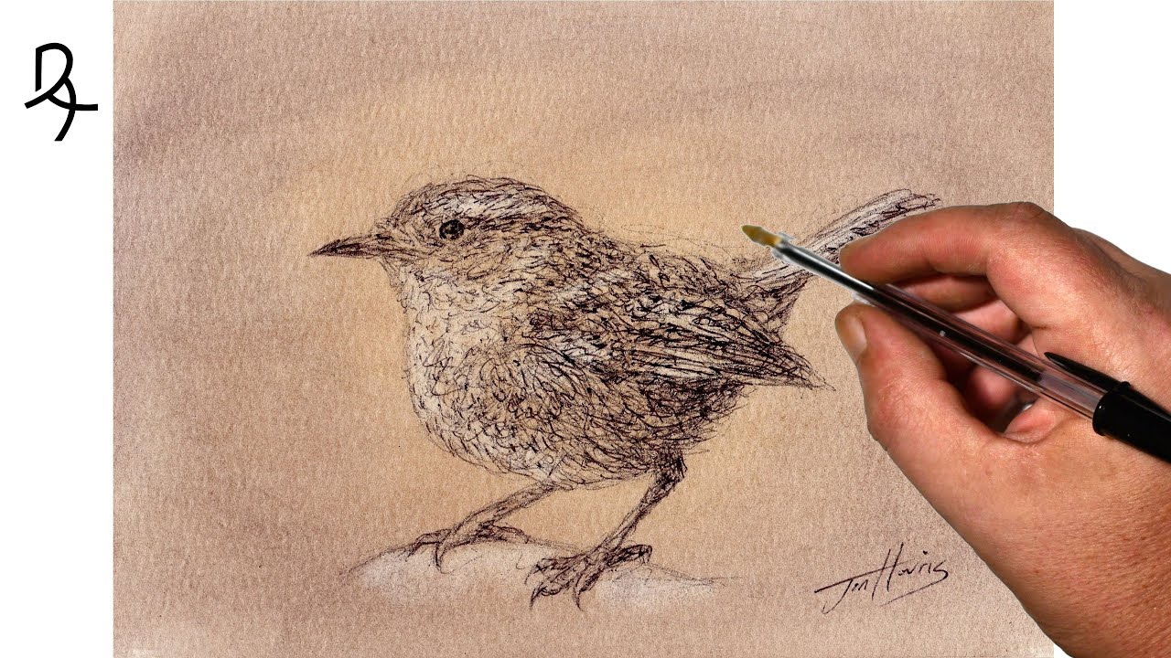 Sketching a Wren Bird with a Biro Pen on Pastel Background