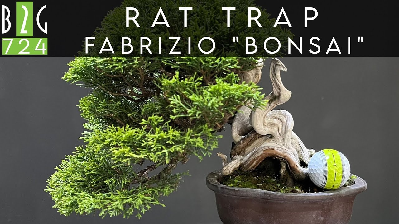 RAT TRAP di FABRIZIO 