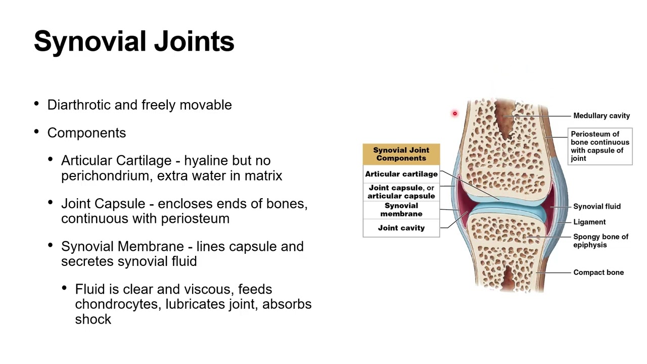 A&P 1   Chapter 8 Lecture Video   Dr  Snyder