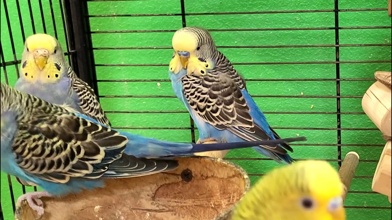 budgie sounds for lonely birds