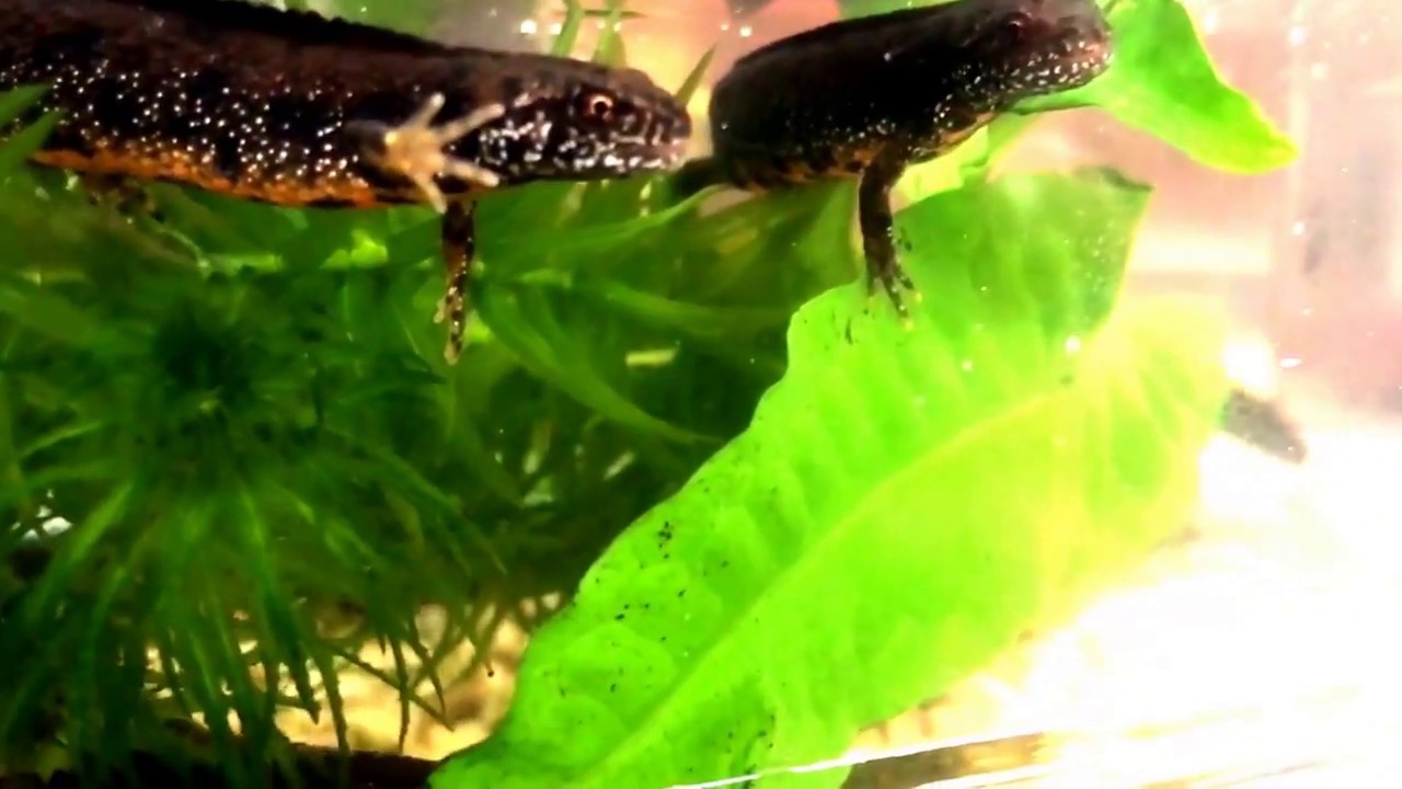 Donau Kamsalamander (Triturus Dobrogicus) bij Welle Diertotaal