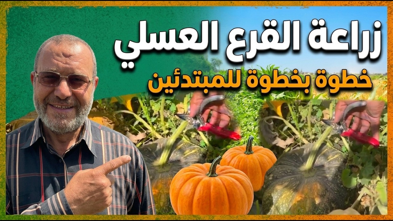 ازرع القرع العسلي بهذه الطريقة للحصول علي انتاج وفير من الثمار !!