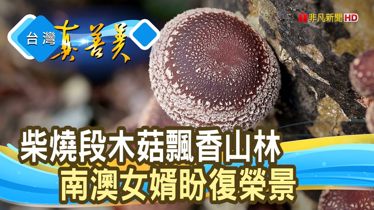 隱身山林的“柴燒段木菇” ｜谷久牧藝農社｜【台灣真善美】2024.03.03