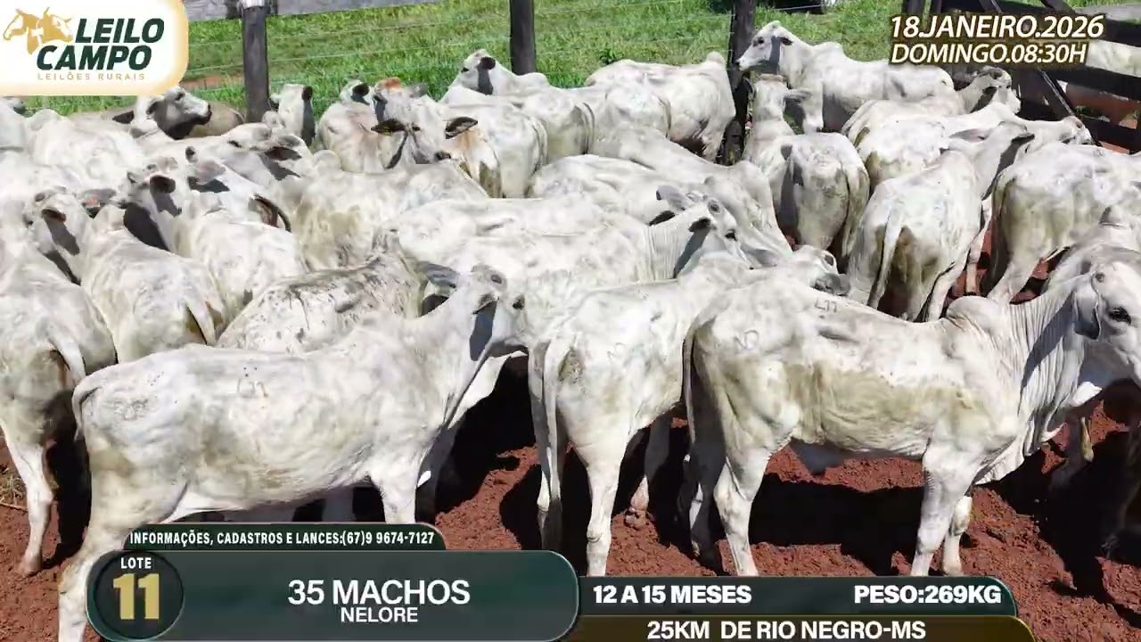 LOTE 11