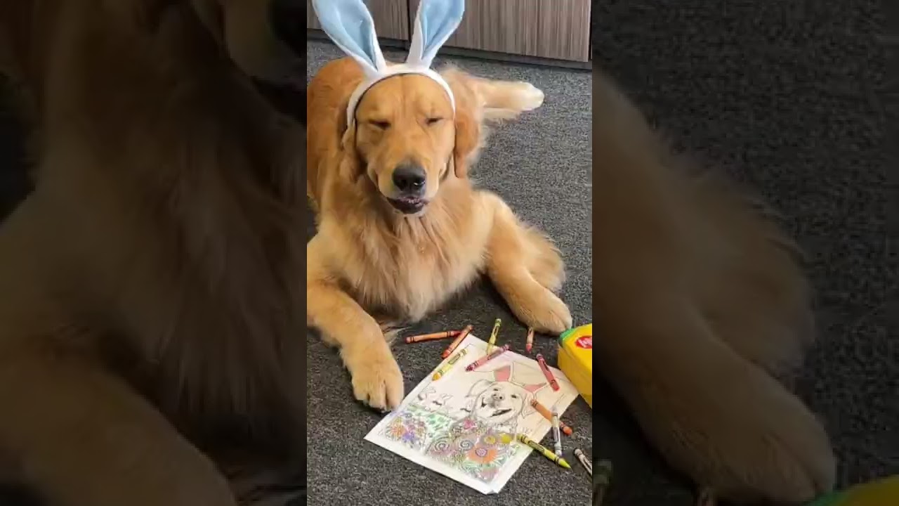 FUN Bunny Dog Coloring Page - Dog Artist Golden Retriever Pup KENZO