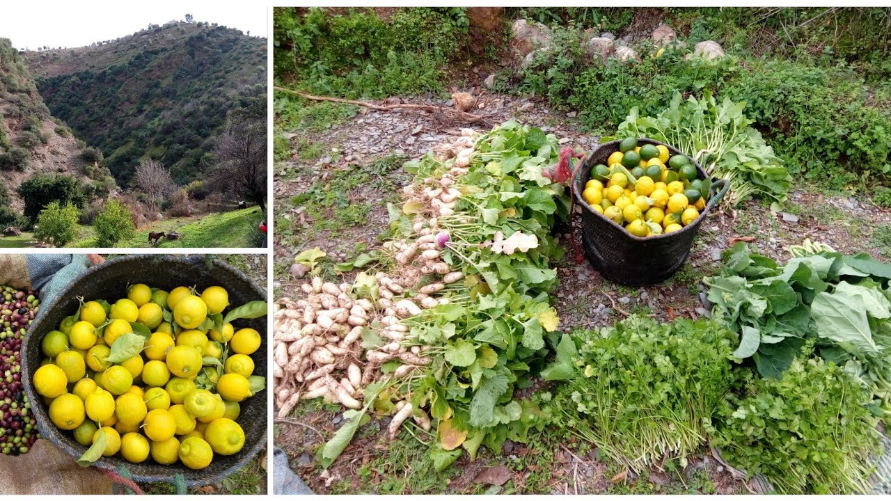 طبيعة بلادي نواحي تغزوت قليم الحسيمة🍋🍋🥑🥑🍒