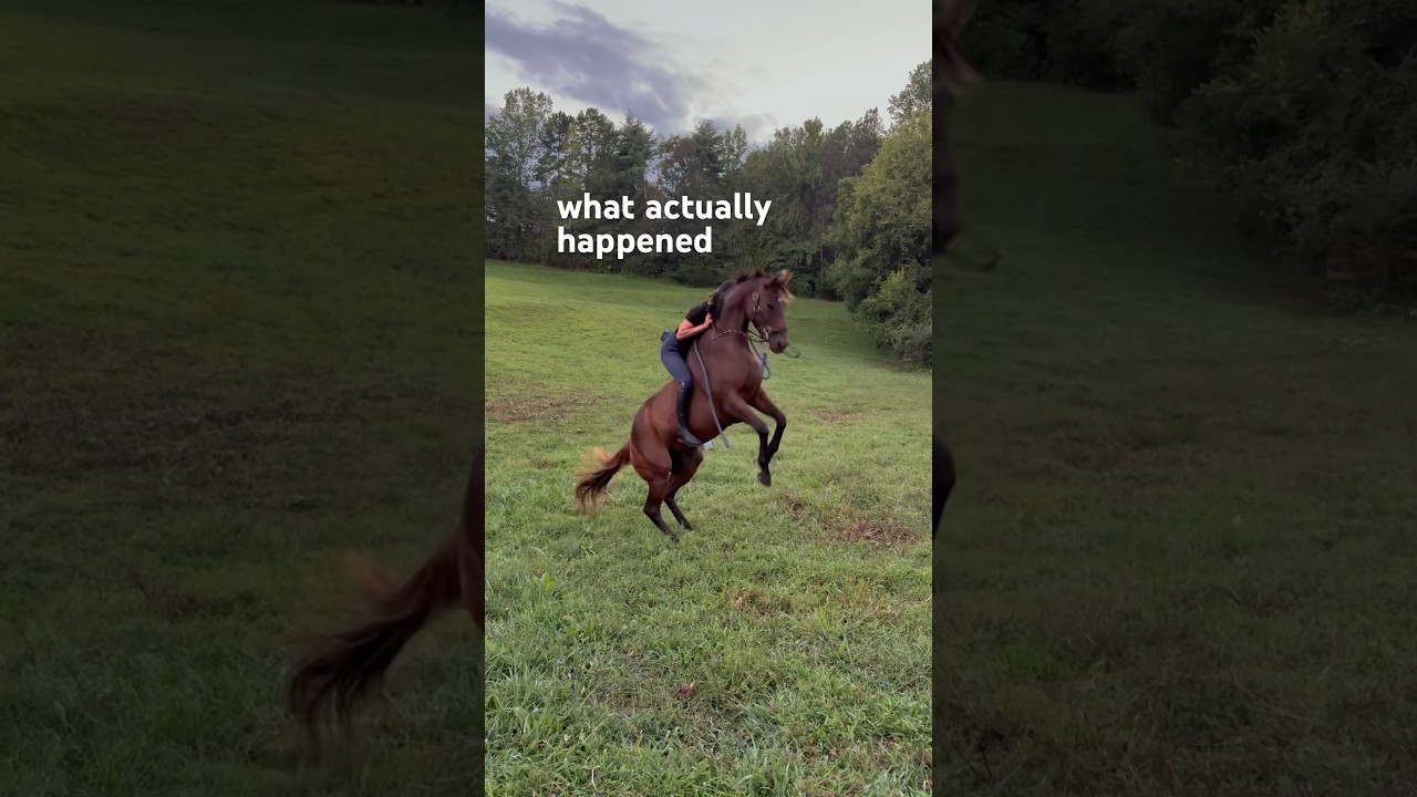 skip the full seats on your next bareback ride #horse #equestrian #funny #funnyanimals #horses