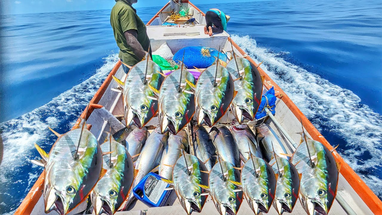 “INSANE CATCH! Small Boat Hauls 2,000 Pounds of Yellowfin Tuna in One Trip! 🎣🐟”