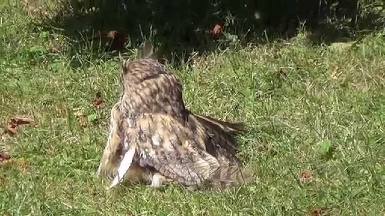 Waldohreule sonnt sich - unglaublich! / Owl Taking a Sun Bath