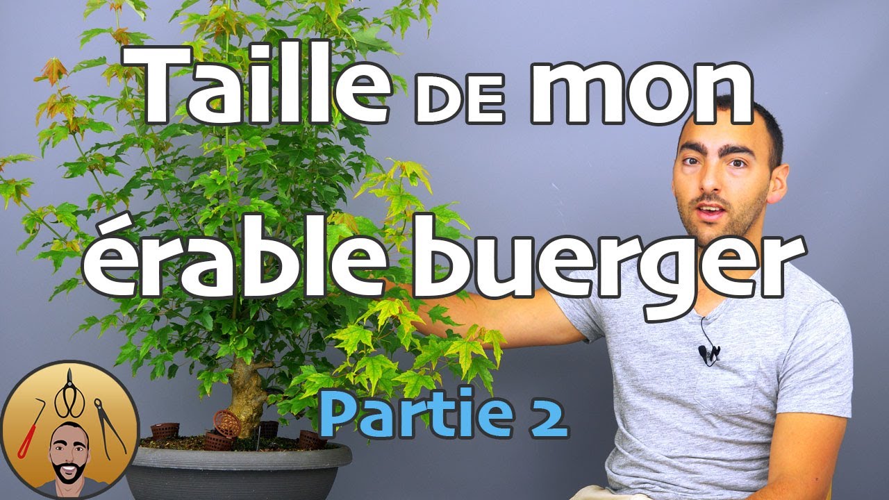TAILLE de mon ERABLE BUERGER BONSAÏ (EB - P2) 🌳AFDB🌳
