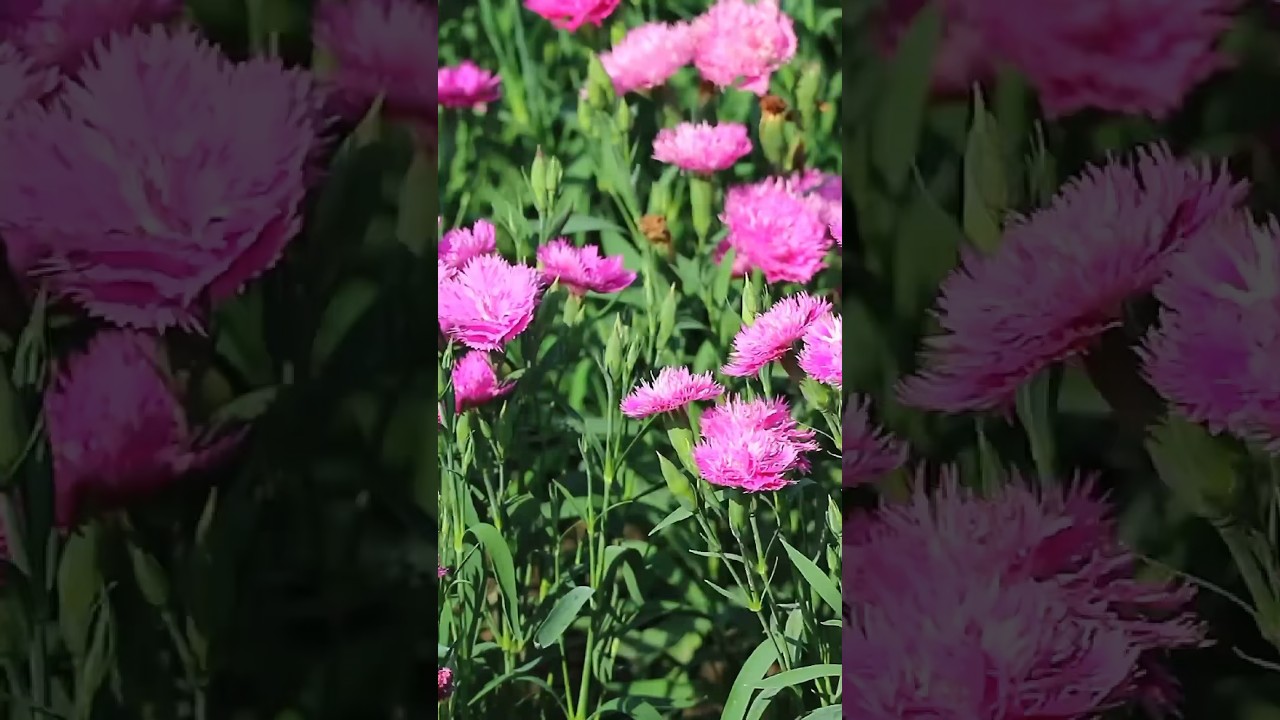 5 Tips for Growing Carnation🖐️| #gardening #shortvideo #garden #gardeningtips #flower #shorts
