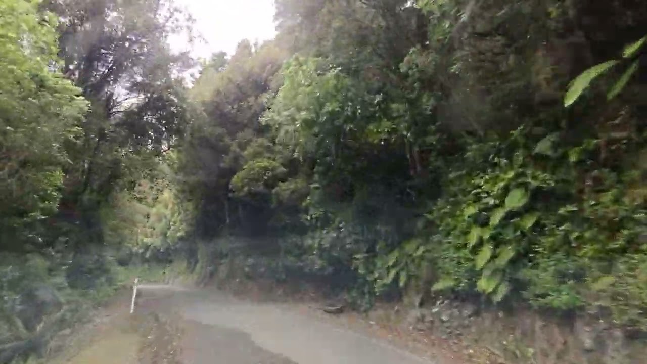 NZ Forest Drive 98 - Akatarawa Road Rambles