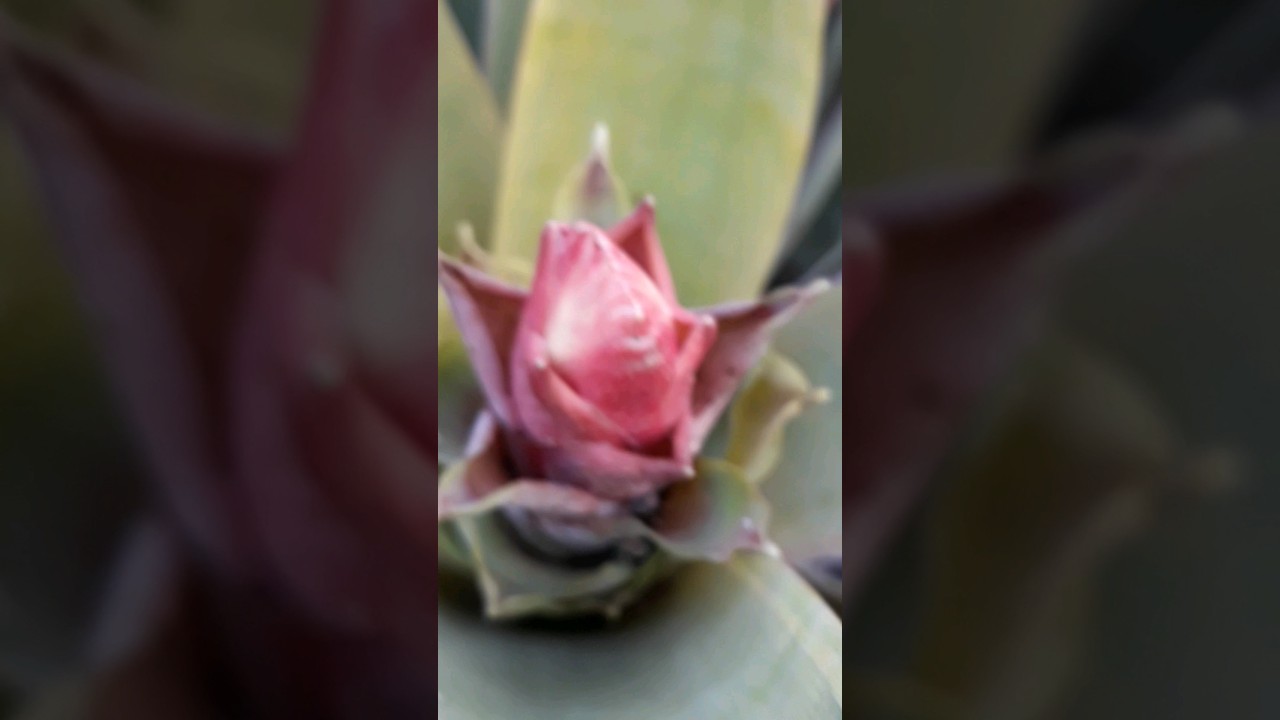 Brom&eacute;lia come&ccedil;ando a florecer, est&aacute; muito linda!