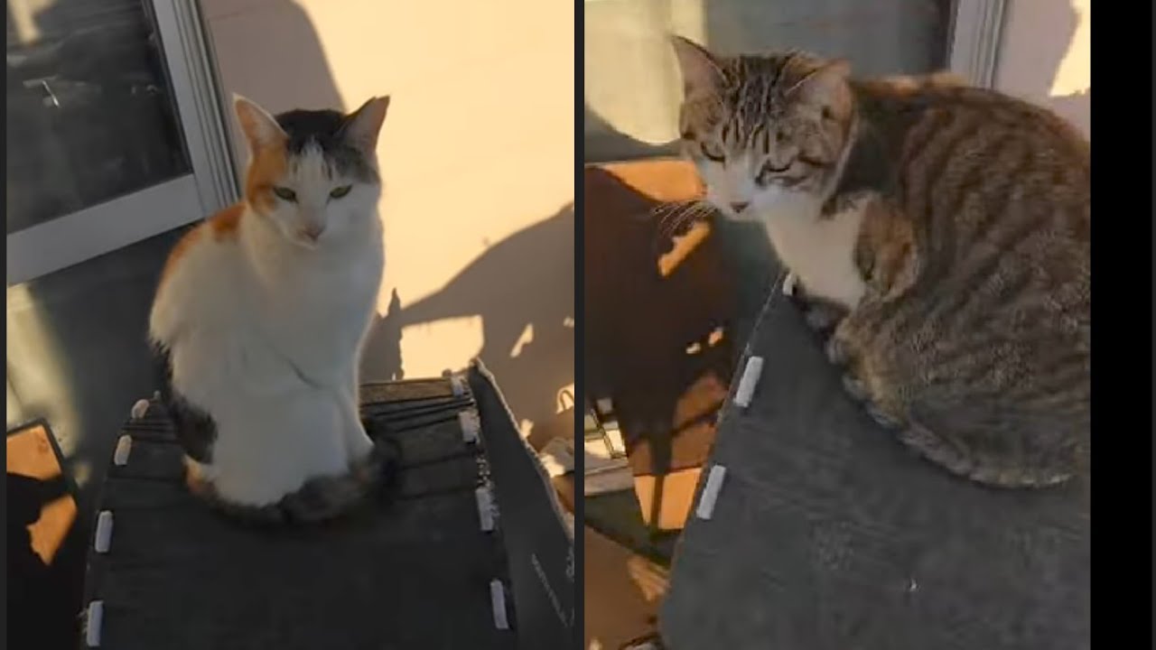 cat wave check  鉾田市猫、波チェック