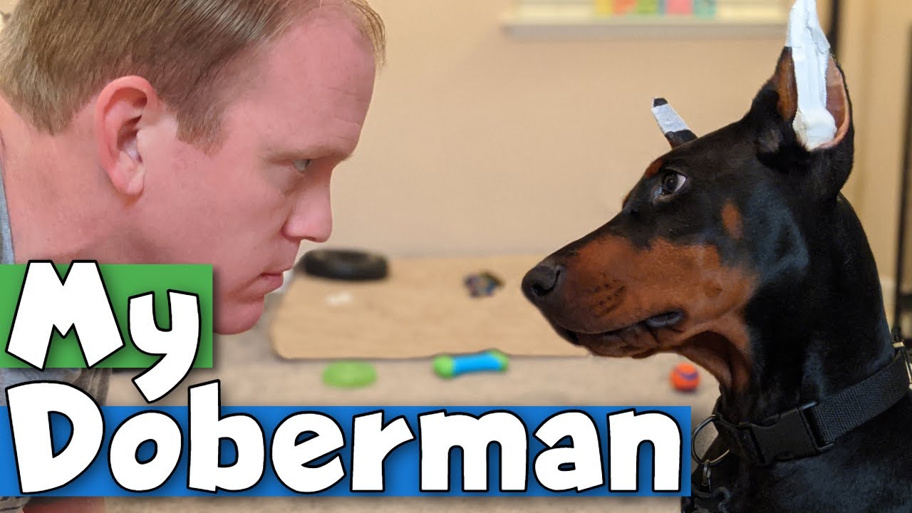 Doberman Puppy Update: 15-Weeks Old and SUPER SMART!