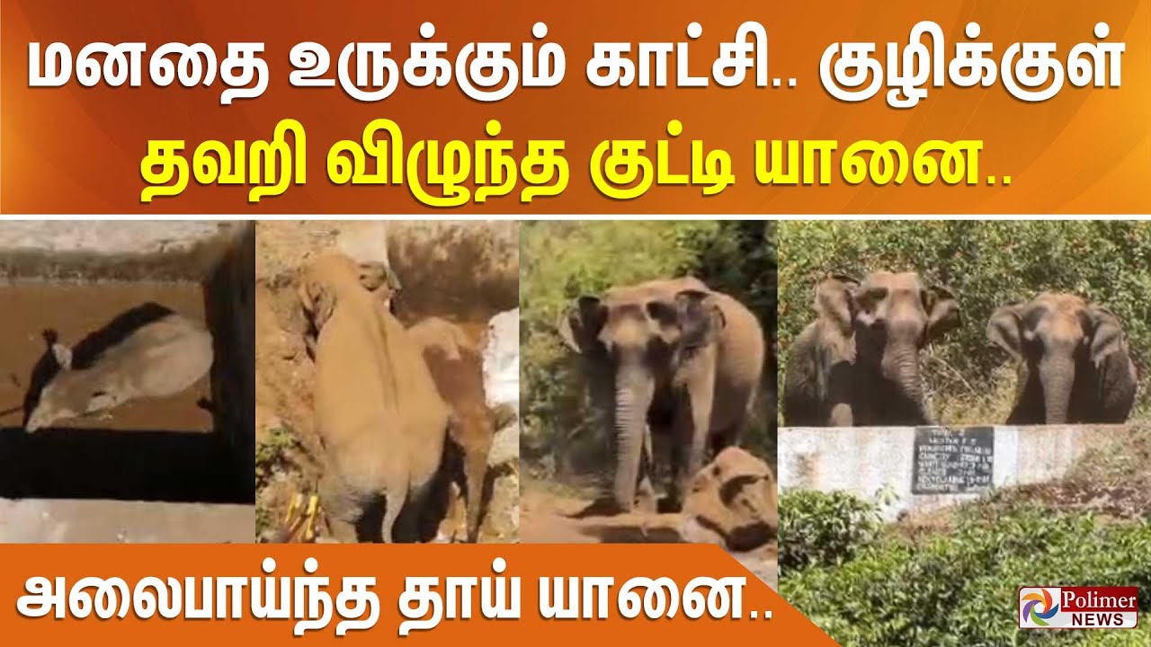 மனதை உருக்கும் காட்சி... குழிக்குள் தவறி விழுந்த குட்டி யானை.. அலைபாய்ந்த தாய் யானை