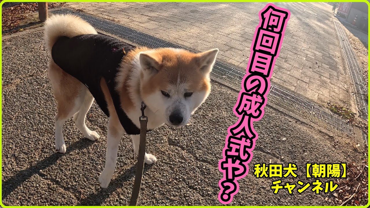秋田犬【朝陽】チャンネル【何回目の成人式や？】