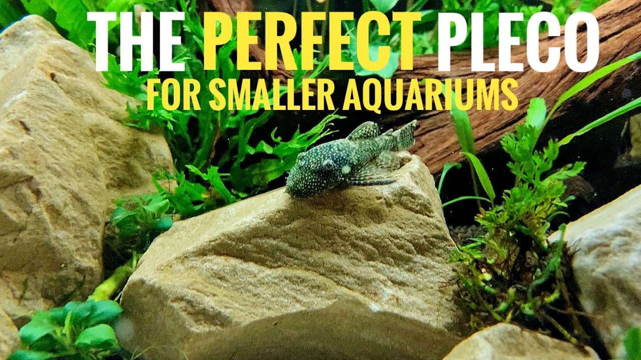 BRISTLENOSE PLECO | species spotlight & care guide | THE BEST CLEANER FISH FOR YOUR AQUARIUM!