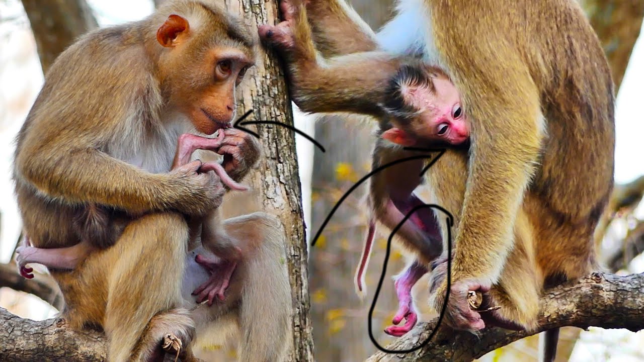 Cute p😂0-o-r pigtail baby monkey his legs can't work well yet, Mum looks t-i+red to take care of him
