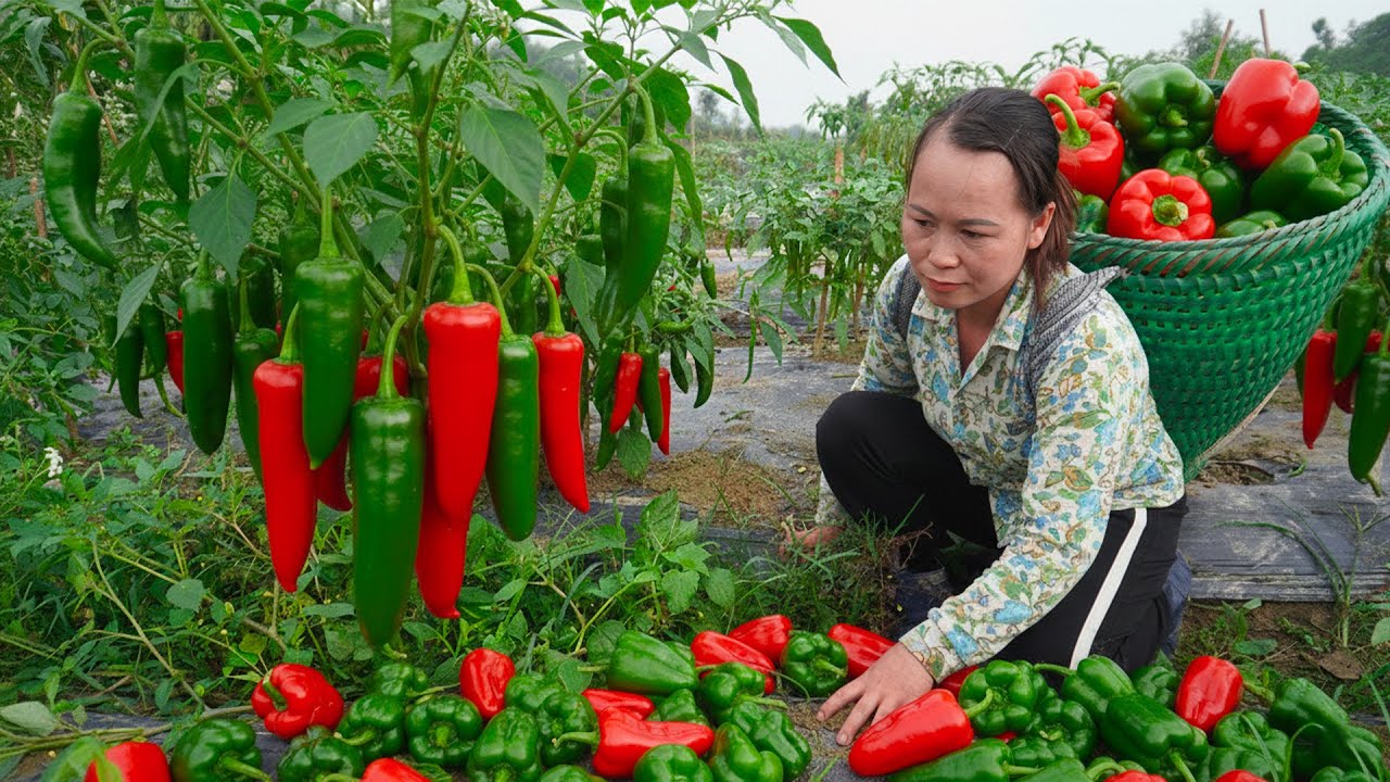 Single Mom Exhausted Harvesting Chili Peppers to Survive for Her Child - Ly Thi Sung Daily Life