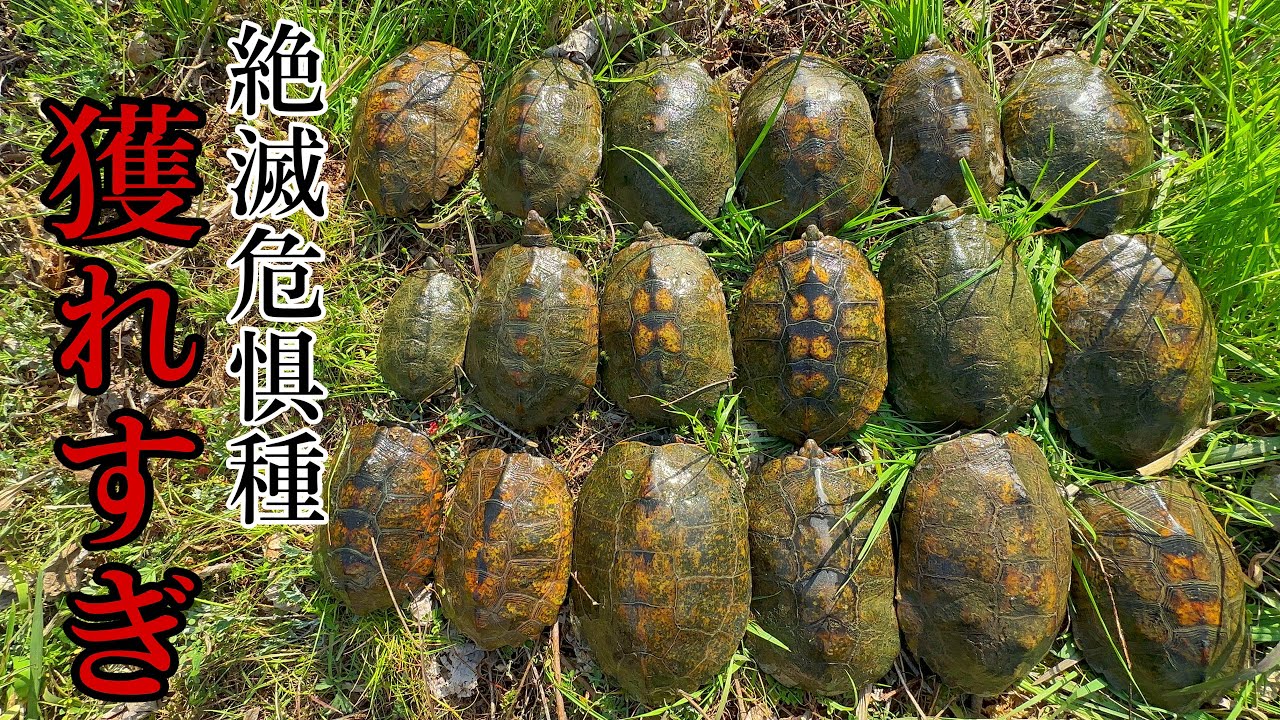【乱獲】約1時間で20匹のニホンイシガメが捕獲できる川が最高すぎた…