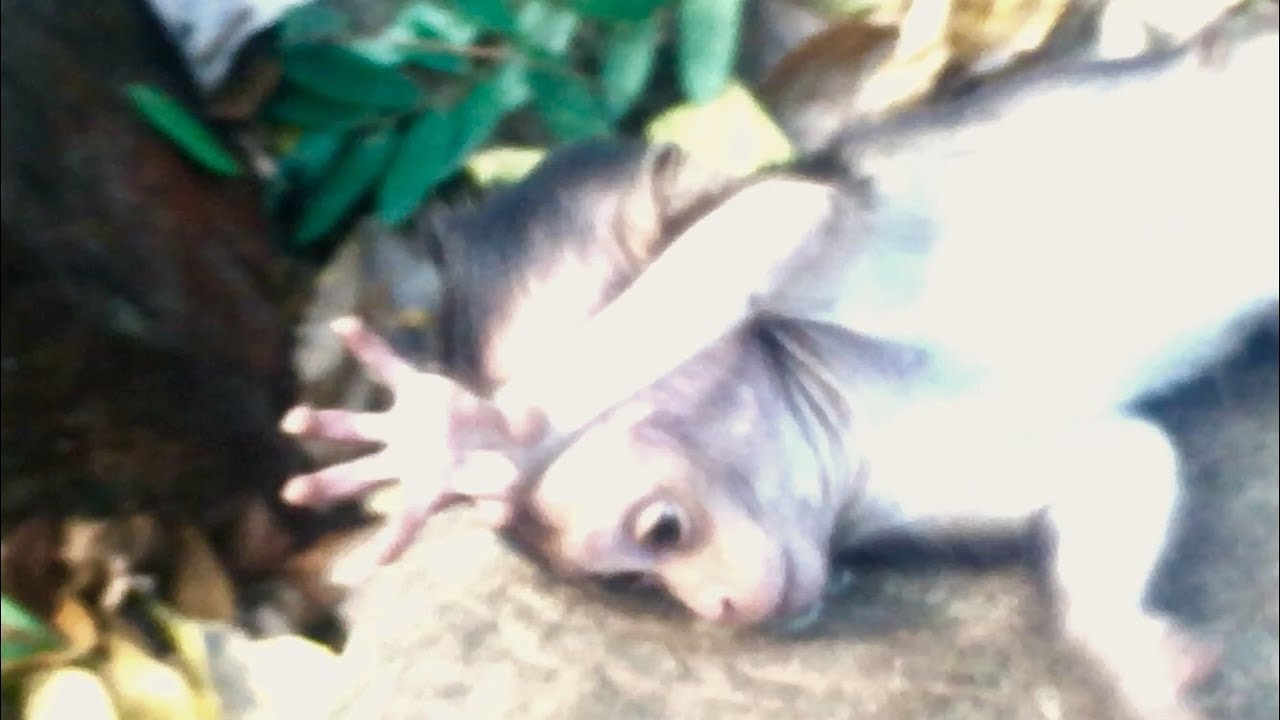So pity! Baby Monkey Lori fall down from the tree and contract, Shy cry loudly very pity.