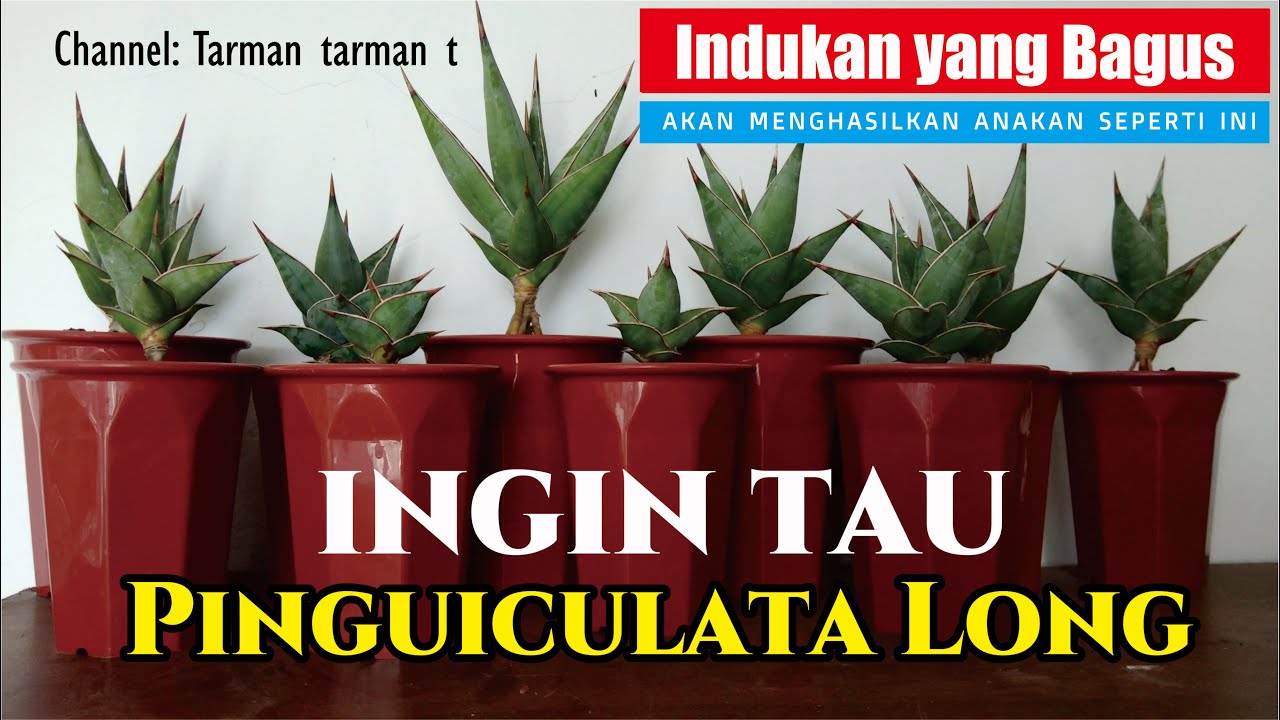PINGUICULA || INDUKAN BESAR || PINGUICULA LONG ||