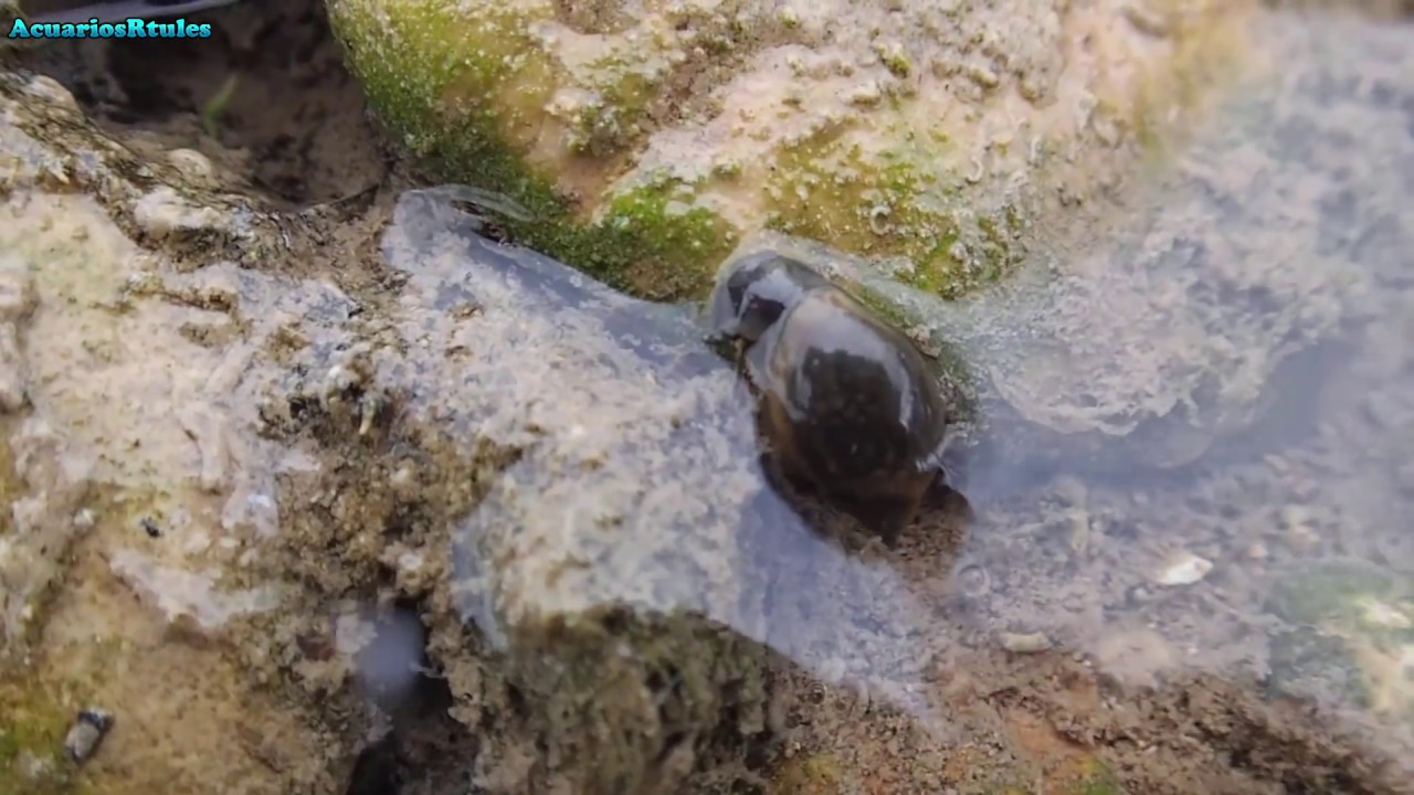 Me encuentro con caracoles physa salvajes 😮