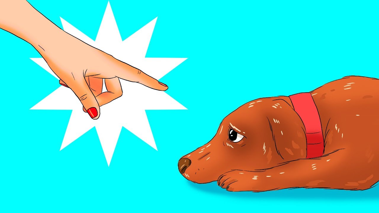 12 cose pericolose per il tuo cane che fai senza rendertene conto
