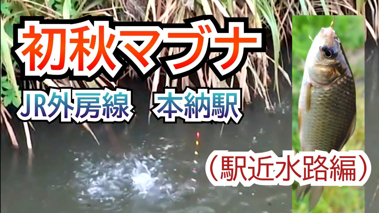 葛飾クチボソ釣行2024-09-19　千葉県JR外房線本納駅マブナ