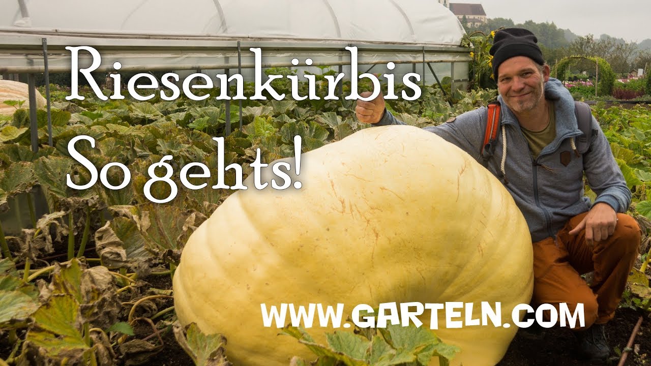 Riesenkürbis  - die Anleitung in drei Minuten 🎃