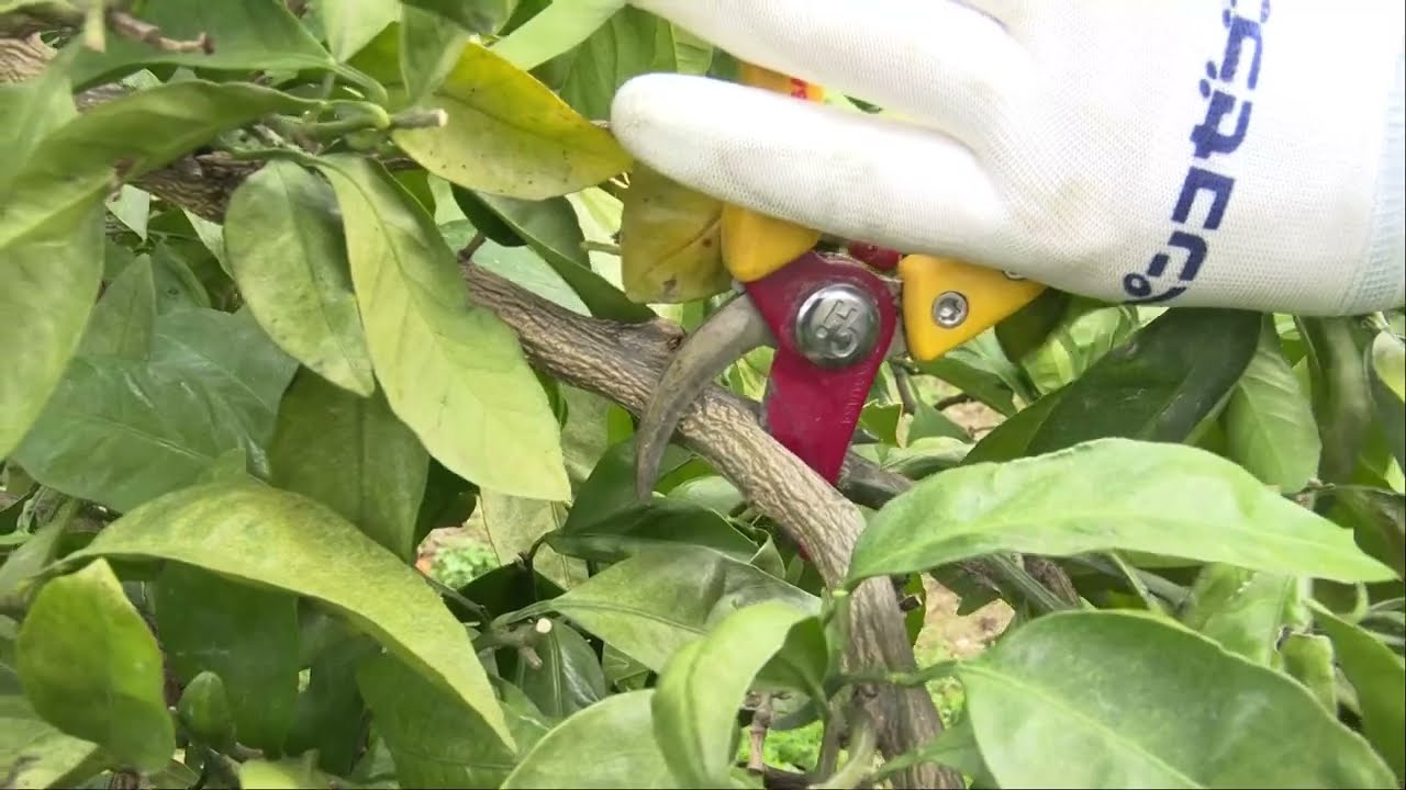 JAながみね農作業　みかんの剪定