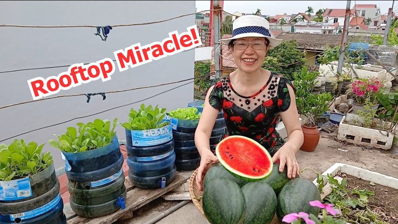 Organic Rooftop Watermelon Recycled Box——🌱🌱🌱——