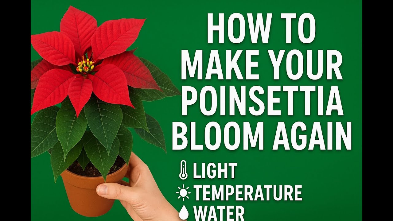 Christmas Flower Care Guide 🌺 | Best Tips to Grow a Healthy Poinsettia!