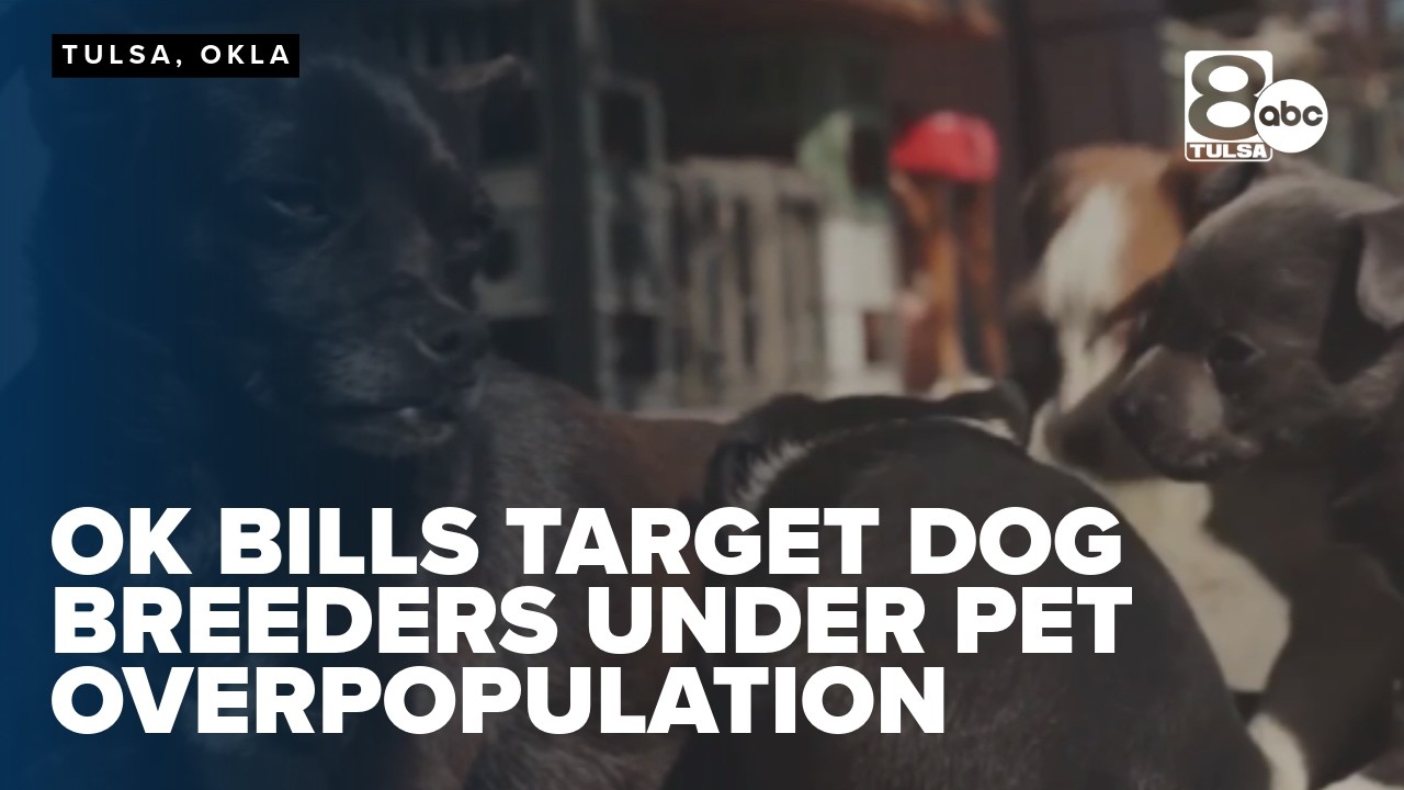 Oklahoma bills target dog breeders as shelters strain under pet overpopulation