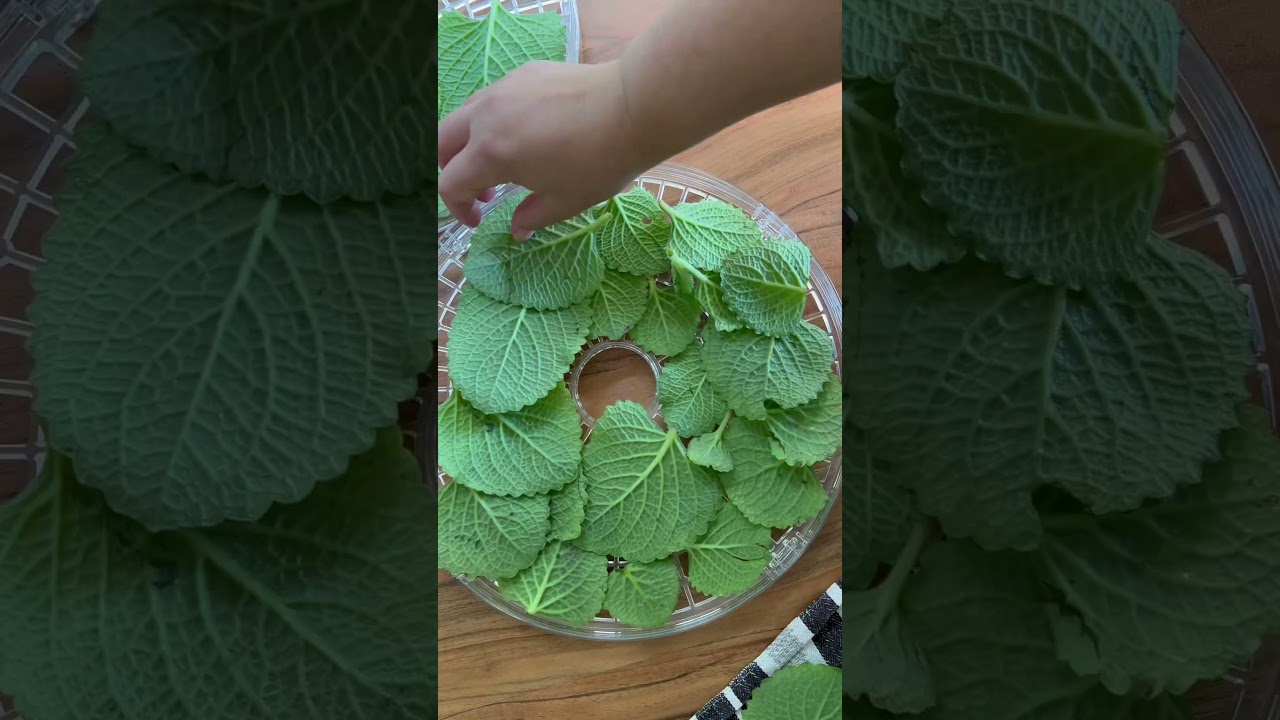 Dehydrating and Grinding Cuban Oregano #cubanoregano #plantbasedfolk