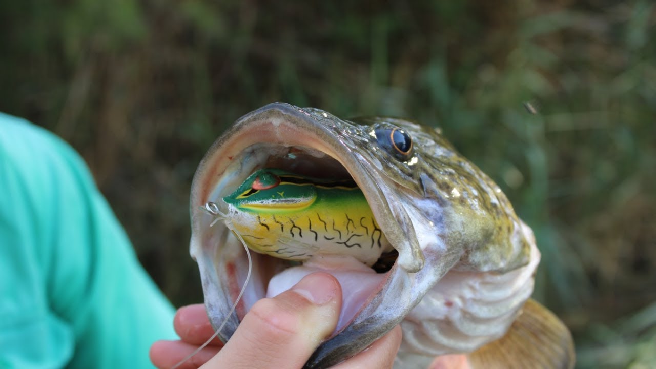 Topwater Murray Cod Fishing - codaddiction ep1