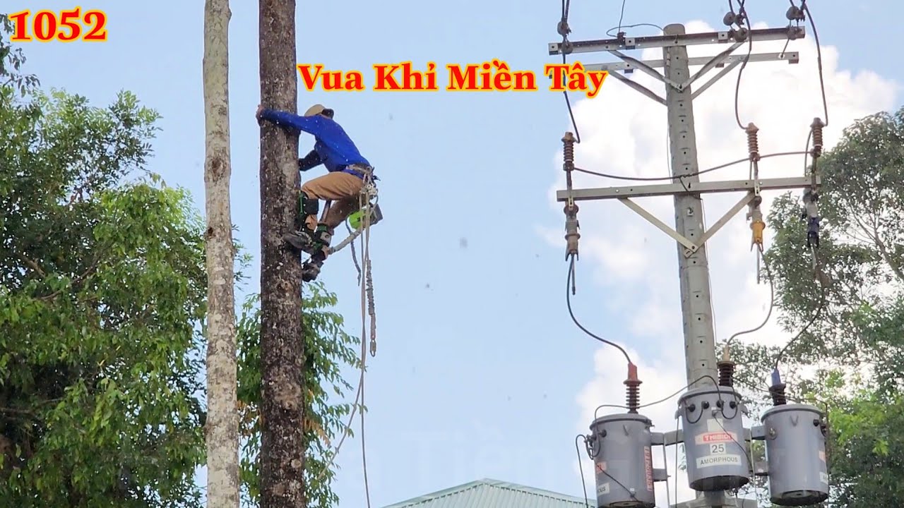 Trời đang mưa mà Vua Khỉ Miền Tây cưa cây Dầu gần trụ điện 2000w sẽ như thế nào ? Cutting red wood
